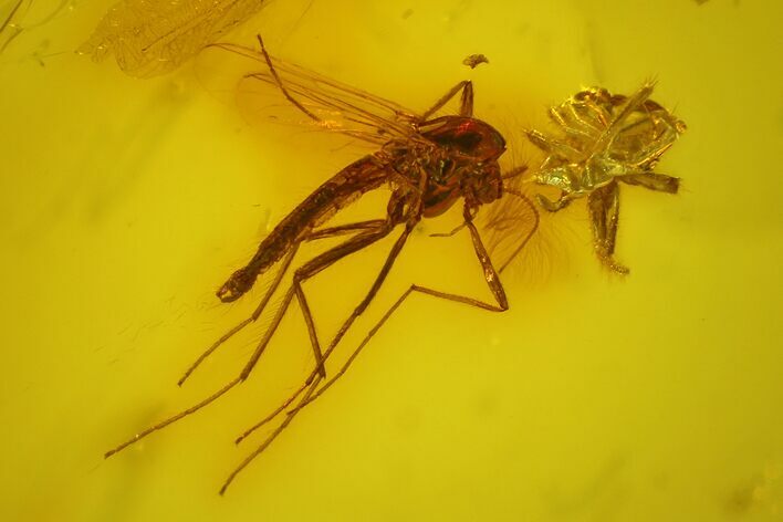 Detailed Male Fossil Fly (Chironomidae) In Baltic Amber #170046